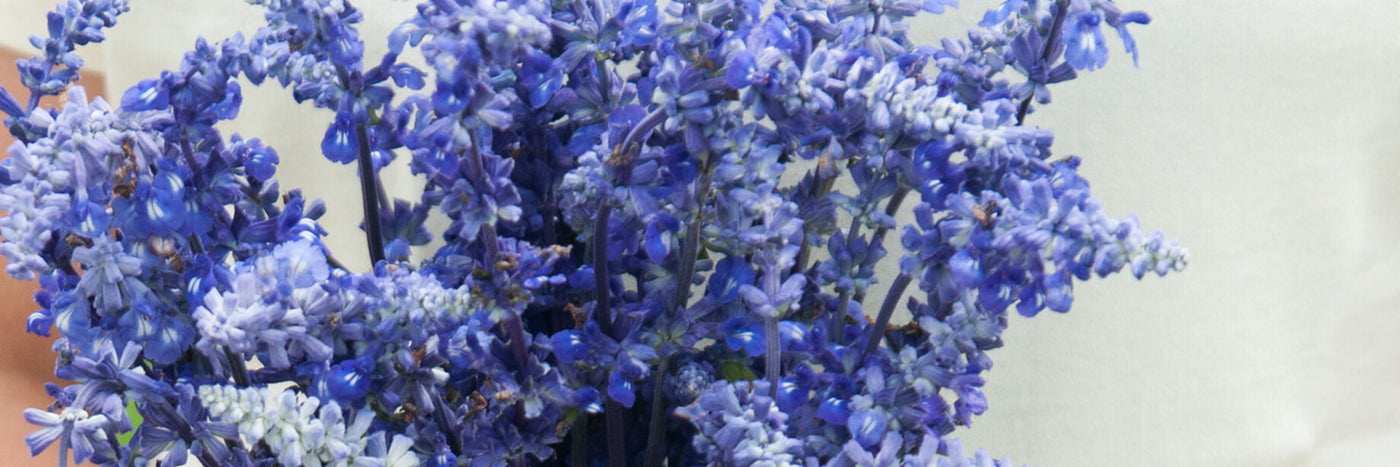 Salvia adorns garden beds and accents bouquets with its colorful, spiky bracts. Tolerant of heat and humidity, and native to Mexico and parts of the southern U.S. 