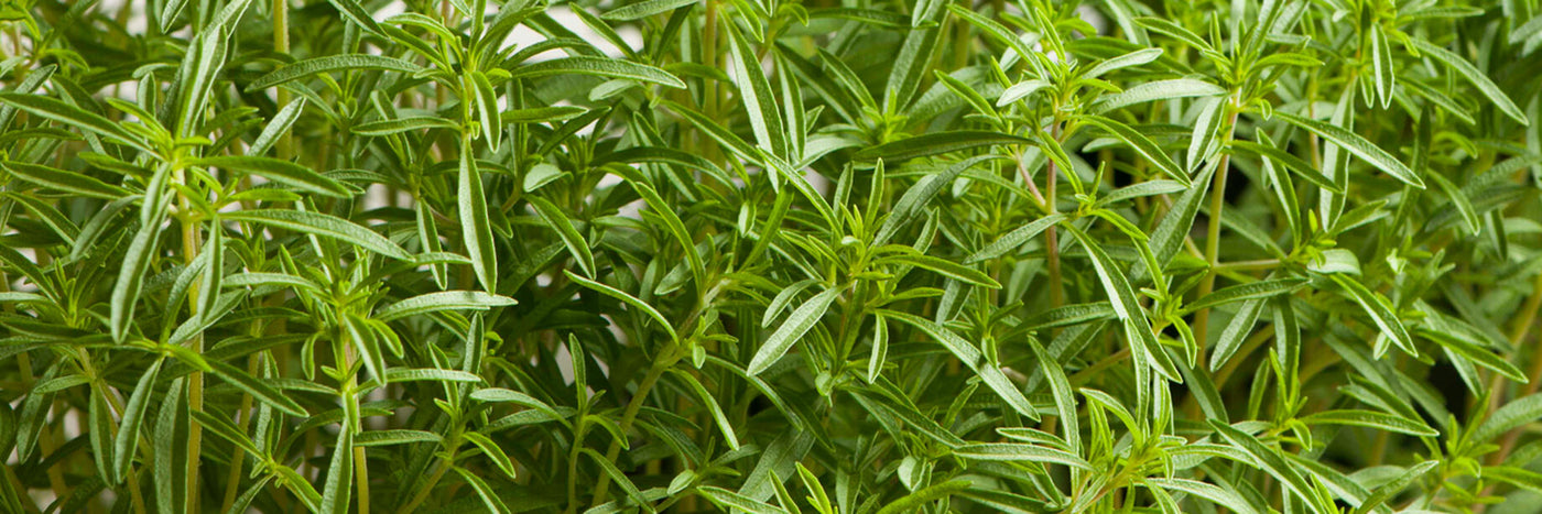 Savory, with a peppery flavor that spices up savory dishes, is a favorite culinary herb for flavoring fresh and dry beans, cabbage, and sauerkraut.