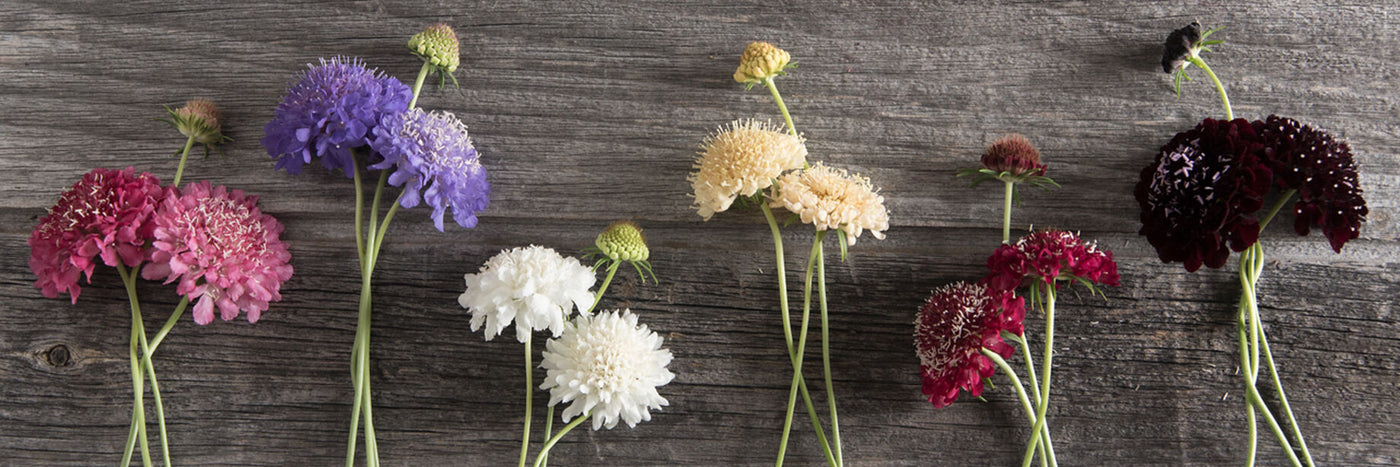 Scabiosa, also known as Pincushion Flower, is a versatile cut flower.