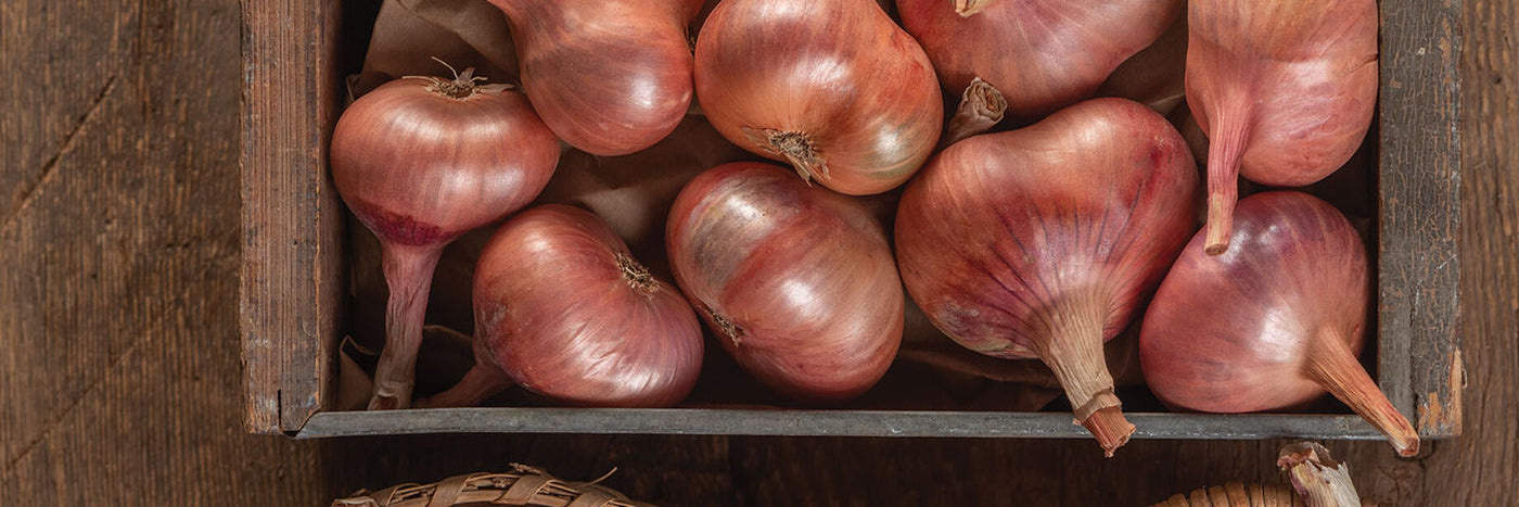 With a flavor described by some as combining the best of onion with garlic, shallots are essential in gourmet cooking, for sauces, soups, dressings, side dishes, and casseroles.