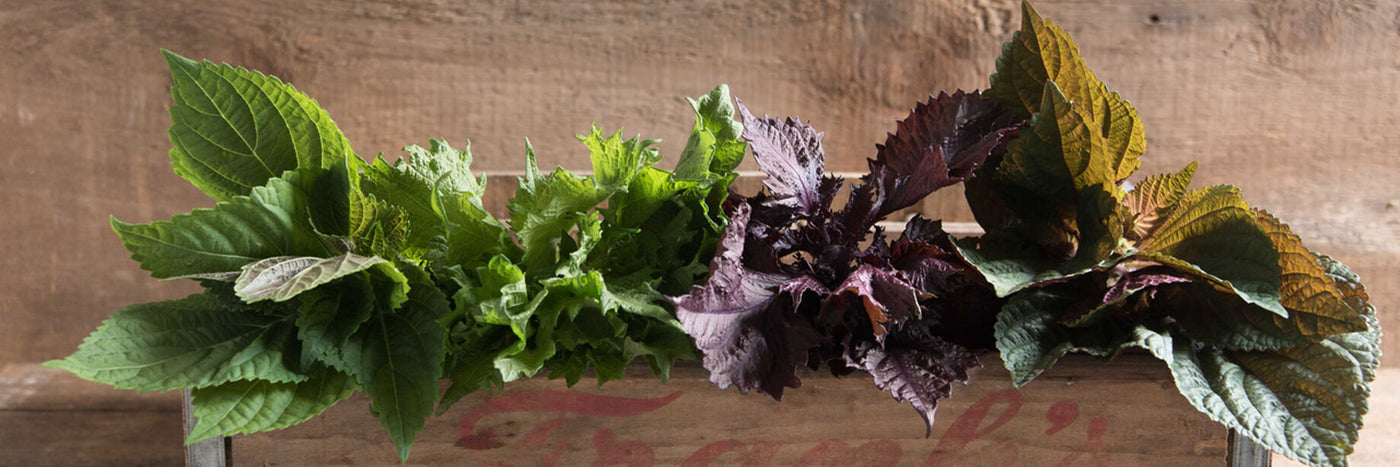 Native to Asia, shiso&nbsp;is a culinary herb widely used in Japanese, Thai, Korean, and Chinese fare.