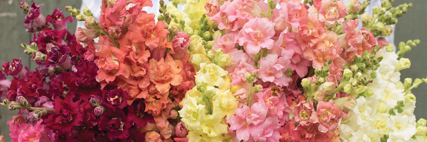 Snapdragons include single- and double-blossomed, azalea- and open-face varieties in a profusion of luminous colors, 