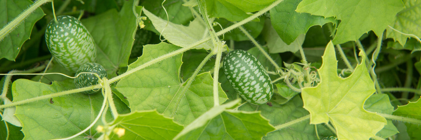 Look to David's for niche cucumbers that will help you stand apart from other gardeners.  Choose from Mexican, Chinese, and Japanese cucumber seeds as well as specialty colors (yellow, white) and unique shapes (serpentine, round).&nbsp;  Order today!