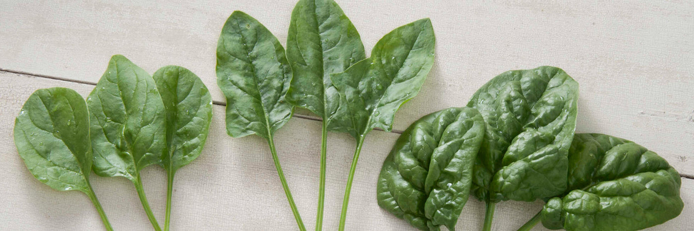 &nbsp;David's Garden Seeds offers spinach varieties of different type, growth rate, and disease resistance.  Our Spinach comes in smooth-leaf, savoyed-leaf, and red-veined types are all featured in our spinach selection. 