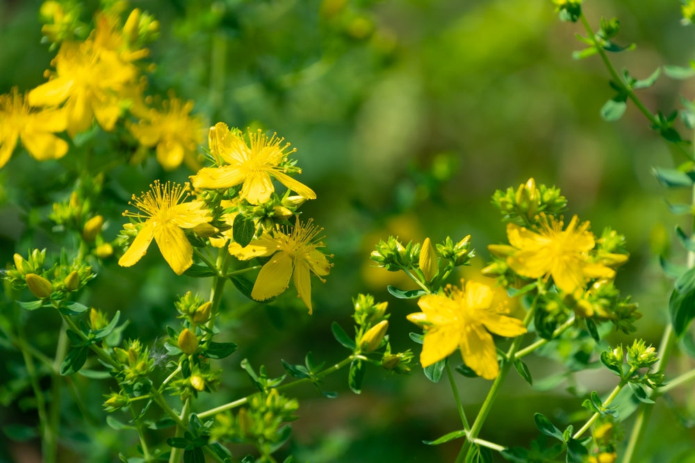 St. John’s Wort, is a short-lived, shrubby perennial that has lovely, bright yellow flowers.  Has many medicinal uses.