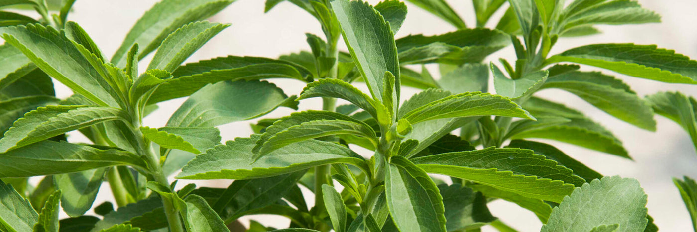 Use the leaves of the Stevia plant fresh, dried, powdered, or as a liquid to sweeten foods and drinks. You can encourage a bushy habit by pinching back the growing tips every few weeks for the first 1-2 months of growth.