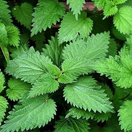 Herb Stinging Nettles is a perennial. Harvest at 4 to 5 inches in height. Leaves must be boiled to make safe from stinging.