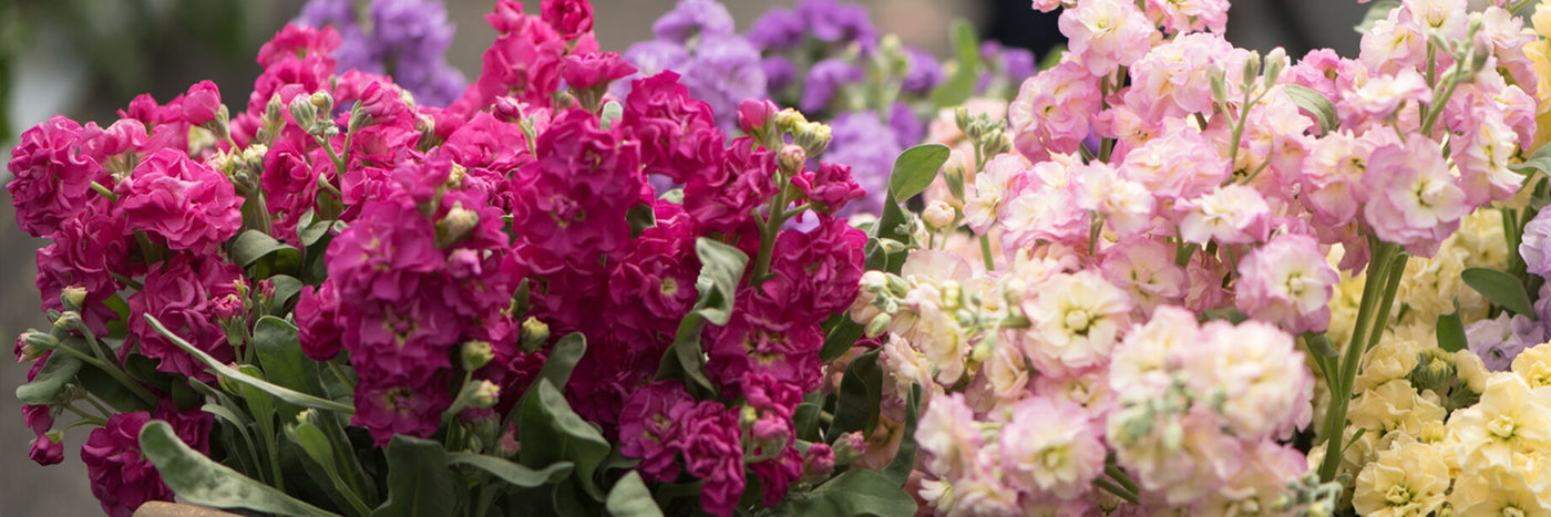 Stock is an old-fashioned flower with a broad range of colors and a distinctive, spicy-sweet fragrance.