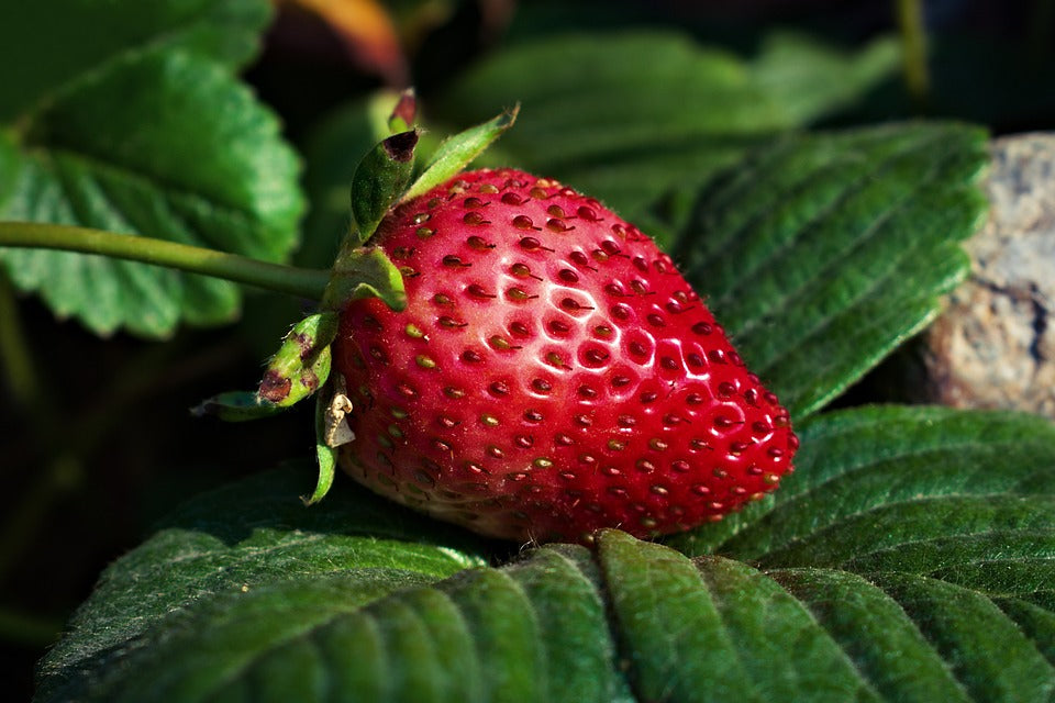 Plant Fruit