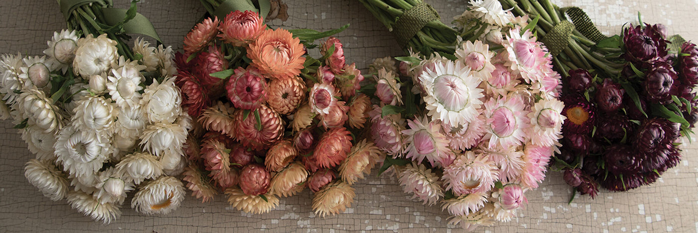 The papery blooms of strawflowers, which are native to Australia, can endure high heat and dry conditions.