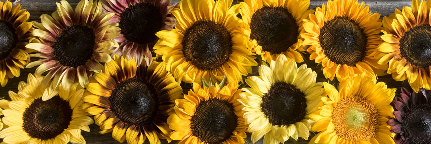 Sunflowers are an easy-to-grow, cheery focal flower for the cutting garden or flower farm. We offer a diversity of colors and bloom types in both single-stem and branching types.