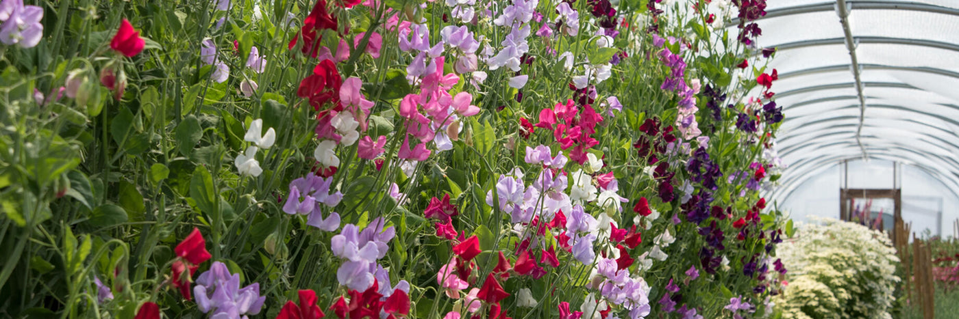 Flower Sweet Pea