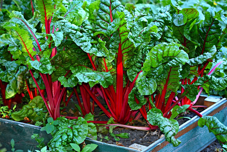 Plant Swiss Chard