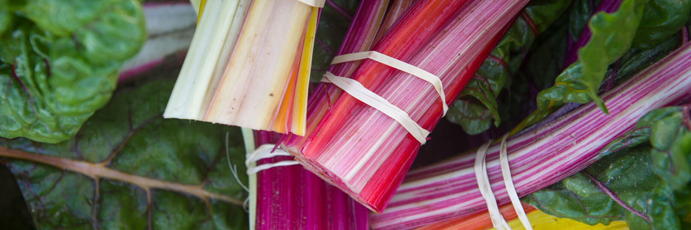 Swiss chard is a very versatile, close relative of garden beets. It is easy to grow, and will provide fresh greens all season from one sowing.