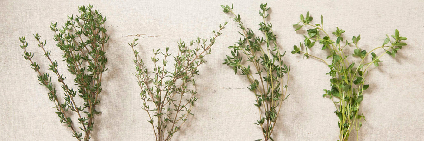 Thyme is an essential evergreen herb, used for a range of culinary, medicinal, and ornamental purposes.