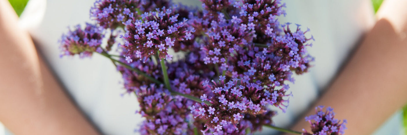 Heat tolerant.  Multiple long, thin stems topped with clusters of 2 inch heads packed with tiny flowers. 