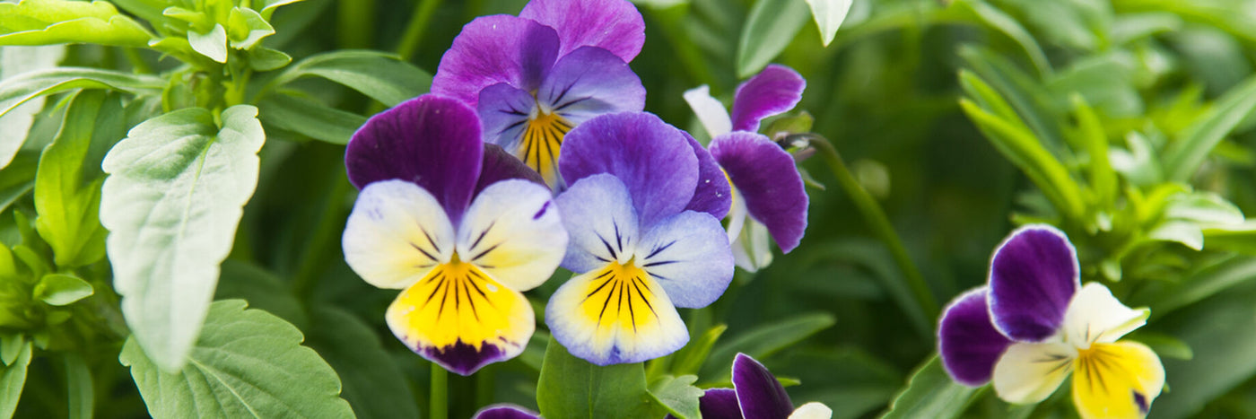 Violas, which include the group commonly known as pansies, are widely used in flower beds, containers, window boxes, and hanging baskets