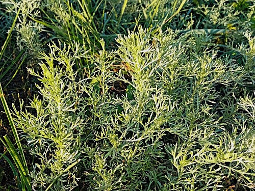 wormwood herb plants have grey-green fine foliage. They are considered to be a half shrub with numerous yellow flowers in spires. The wormwood leaves have a very aromatic fragrance and a bitter taste. 