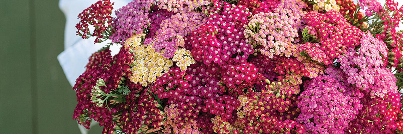 Whether used fresh or dried, yarrow adds brilliant color to your flower arrangements. Yarrow also attracts beneficial insects