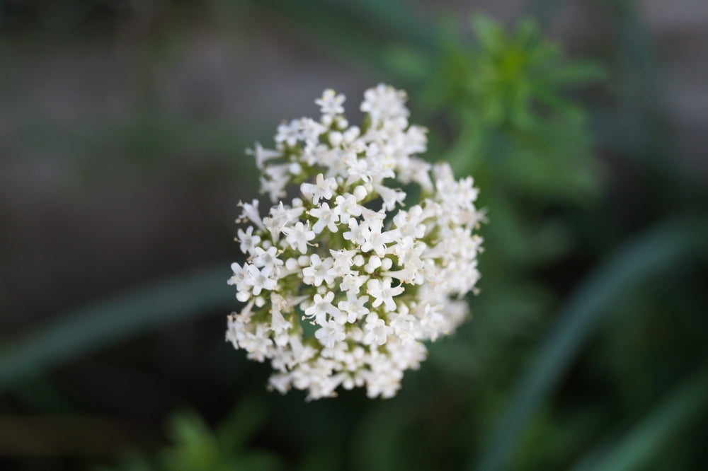 Yerba Santa has many medicinal benefits including weight loss.   But there are no studies to back up any of the claims.