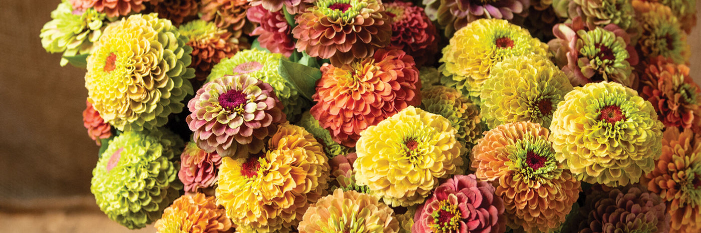 Zinnia's are native to Mexico. The are reliable, prolific, and hassle-free with a long vase life,  Zinnias are excellent for cut flower production.  Harvest often for continuous blooms. 