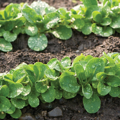 The ideal winter salad item. This versatile, vigorous, mildew-resistant variety is excellent at a time of year when greens become scarce. Long, oval, glossy green leaves form tight rosettes. Flavor is mild and slightly nutty.  Harvest in about 70 days. Germination rate about 80% and better. 