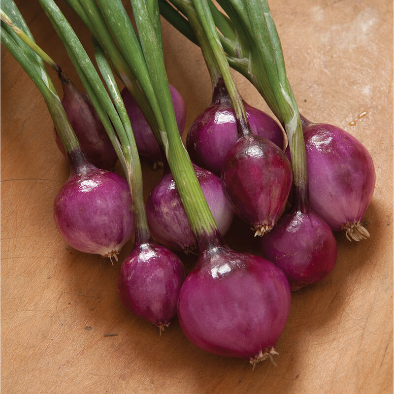 Onion Long Day Pickling Purplette 200 Non-GMO, Heirloom Seeds