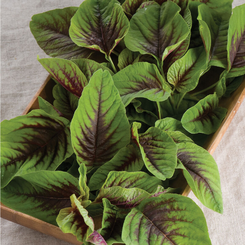 Heat Tolerant. Known as Red Calaloo in the Caribbean. Medium green, oval to heart-shaped leaves are overlaid with burgundy red. Comparable to spinach in taste, the leaves are a good source of dietary fiber and contain high amounts of protein, vitamins, and minerals. Often used in soups.  Harvest in about 58 days. Germination rate about 80% and better. 