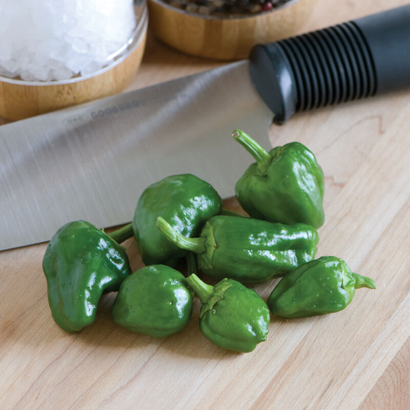 Plant Pepper Hot Padron