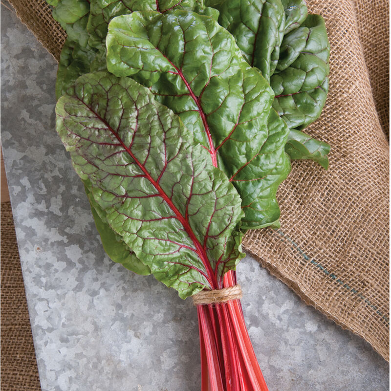 Ruby Red Swiss Chard produces candy-apple red stems with dark green, red-veined leaves. Great as a true red color in salad mix. CAUTION: Young Ruby Red plants may bolt to seed if exposed to frosts; time sowings to avoid frost on seedlings. Harvest in about 32 days for a baby size and 59 days for bunching. Germination rate about 80% or better.