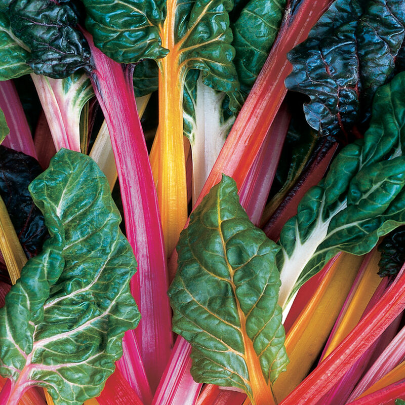 Plant Swiss Chard 4.5 Inch Pot