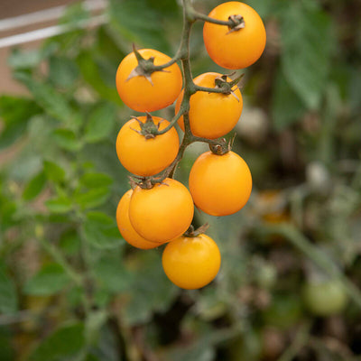 Gold Nugget Cherry Tomato is an early, prolific, golden cherry tomato.  15 to 20 gram, round to slightly oval cherry tomatoes have a deep yellow color. The flavor is well-balanced and delicious, and a majority of the early fruits are seedless. Healthy, compact plants with a concentrated early set. Developed by Dr. James Baggett, Oregon State Univ. Determinate.  Harvest in 58 days. Germination rate about 80% and better.