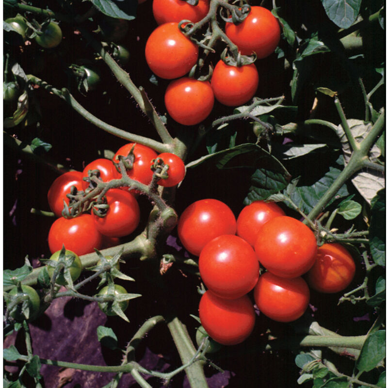Notable for its prolific loads of red, meaty, 1 ounce fruits. Our earliest and only determinate cherry tomato, which thrives both indoors or outdoors without protection. Washington Cherry’s thick skin resists cracking better than any other cherry tomato we’ve grown. For peak flavor, allow fruits to ripen a few days beyond initially turning red. On the large side for a cherry tomato, which helps quickly fill the pint containers. Harvest in about 60 days. Germination rate about 80% or better. 