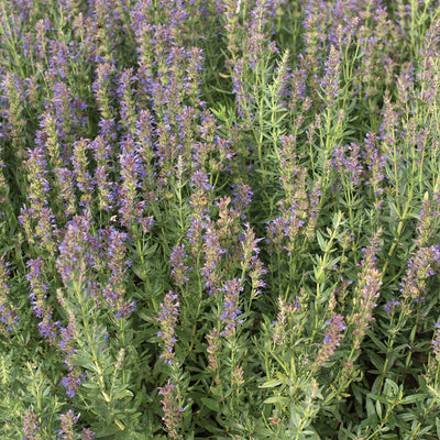 Hyssop is a great plant for attracting bees. This is a plant from the Mint family with bright blue-violet flowers. Popular ornamental for the perennial bed. Hyssop Tea has a soothing quality. Harvest in about 90 days. Germination rate about 80% or better.