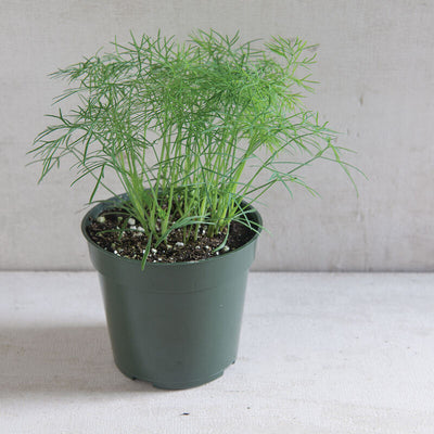 Fernleaf Dill is a dwarf dill with high leaf yields. 1992 AAS winner. Very slow to bolt. Abundant, dark blue-green foliage. Great in containers or in small spaces. Height is 26 to 32 inches. Just 50 to 60 days to harvest and 95 to 115 days to seed. Germination rate about 80% or better.  Our Non-GMO seeds are sustainable. Our packaging is environmentally friendly, climate friendly, reusable, and recyclable. 