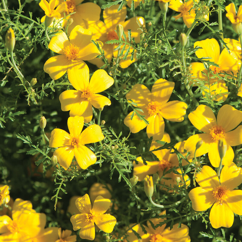 Lemon Gem Marigolds (Tagetes tenuifolia) These marigolds are edible. They are bite-sized flowers for use as edible garnish. Hundreds of petite flowers cover neat, low mounds of lacy foliage with a citrus scent. Long-blooming for beds, borders and containers. Averages a height of 8 to 10 inches. Blooms in about 60 days. <span class="a-list-item" data-mce-fragment="1">Germination rate about 70% or better</span>. 