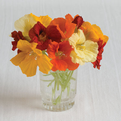 Jewel Mix produces a delicious edible flower. Bright, single and double, 2 inch blooms in red, pink, orange, and yellow held above light green foliage. The average in height is 16 inches. Blooms in about 70 days. Germination rate about 70% or better.