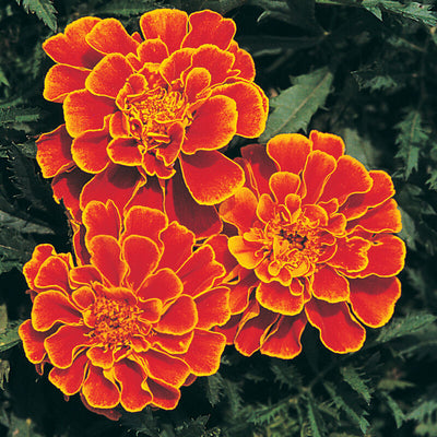 All American Selections winner. Queen Sophia Marigolds <b data-mce-fragment="1">(t</b><b data-mce-fragment="1"><i data-mce-fragment="1">agetes patula</i></b><b data-mce-fragment="1">)</b> are Non-Edible and have dark orange petals rimmed in gold. Queen Sophia, with its 2 and 1/2 to 3 inch blooms, won an All American Selection award in 1979, and was Highly Recommended by the Royal Horticultural Society in 1983. It continues to be a favorite around the world. The average height is about 10 to 12 inches.