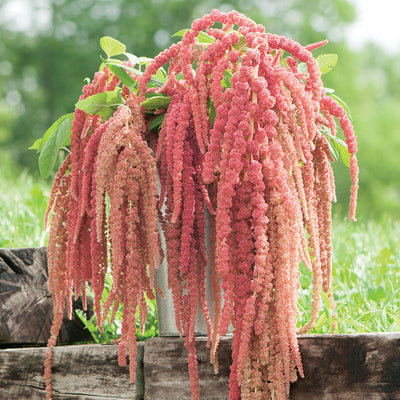 <p data-mce-fragment="1" style="text-align: left;" data-mce-style="text-align: left;">Coral Fountain is a great complement to Emerald Tassels and Love-Lies-Bleeding. All have similar plant habits, days to maturity, and great presence in arrangements. Blooms in 65 to 75 days. <span data-mce-fragment="1" class="a-list-item">Germination rate about 70% or better. </span><br></p> <p data-mce-fragment="1">Our Non-GMO seeds are sustainable. 