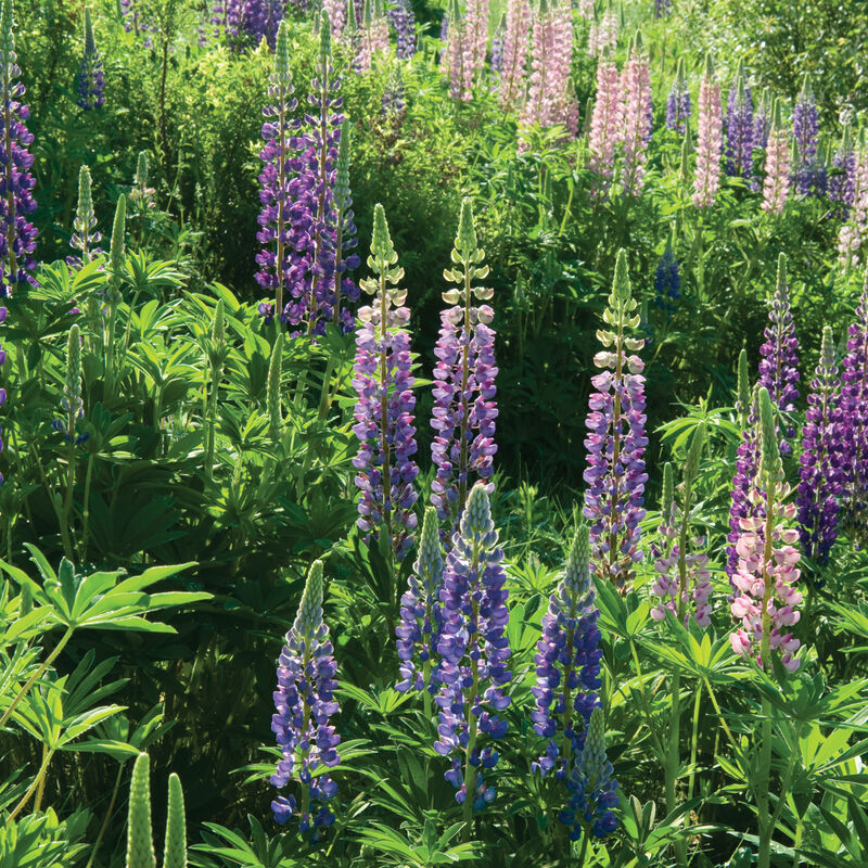 Perennial Lupine is a popular wildflower along Maine roadways in the early summer. Spectacular spires in shades of deep blue to purple. These hardy perennials are long-lived and require very little maintenance. The flowers look great in a meadow or garden, as well as bouquets. We do not recommend transplanting lupines once they are established.