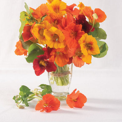 Kaleidoscope Mix is a robust, mix that will add excitement to any garden bed or container. All the traditional bright colors of a nasturtium mix with the added plus of marvelous swirled bi-colors. Grows to a height of sixteen inches.&nbsp; Blooms in about 95 days. Germination rate about 70% or better.