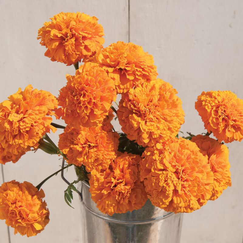 <span>Tall, strong stems for great cut flowers. Large flower heads that average three inches across, sturdy plants. These Giant Orange marigolds (</span>Tagetes erecta) are not edible. <span>They are prolific producers for cuts as well as excellent garden performers. Grows to a height of 36 to 40 inches</span>. Blooms in about 70 days. Germination rate is about 70% or better. 