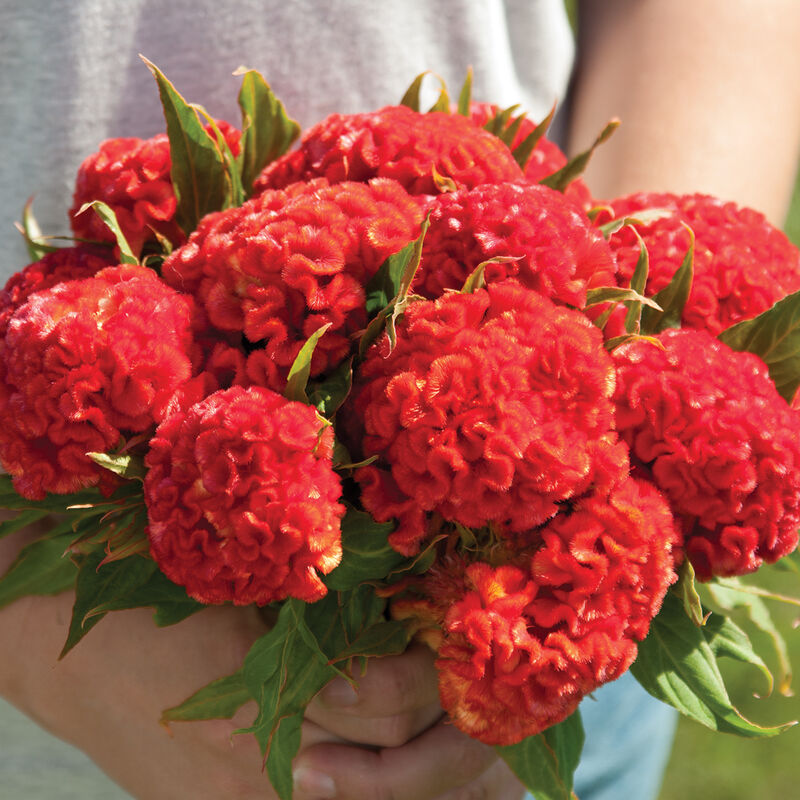 Chief Persimmon Celosia seeds grow sturdy plants with strong stems. Warm, apricot two to seven inch blooms make useful fresh or dried cut flowers. Also known as cockscomb and crested cock&