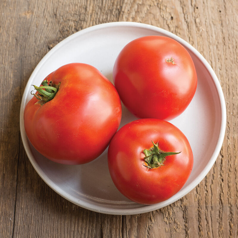 Tomato Beefsteak Indeterminate Big Beef 25 Non-GMO, Hybrid Seeds