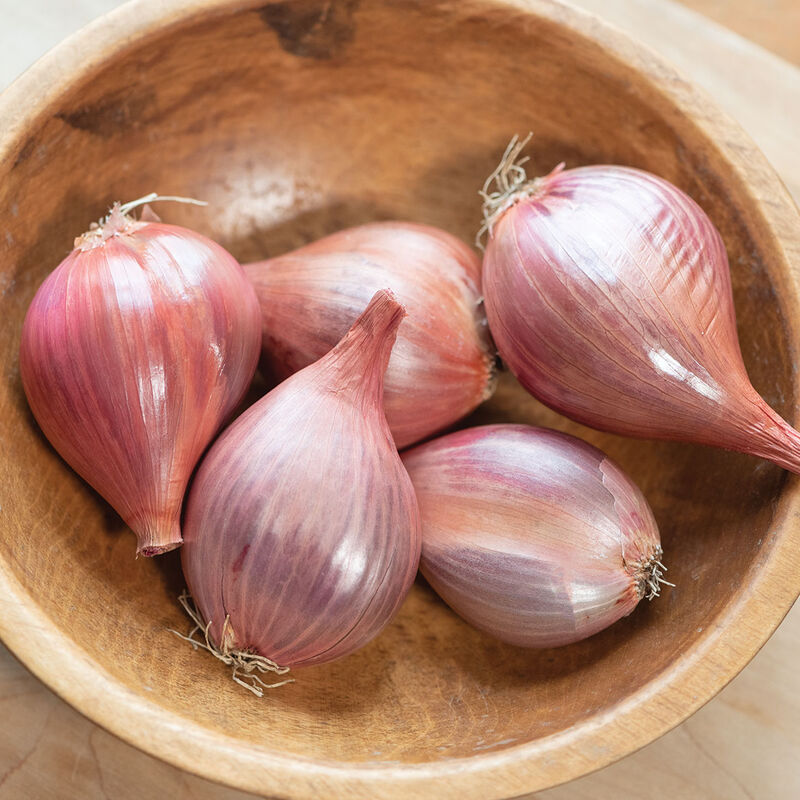 Shallot Ambition 50 Non-GMO, Hybrid Seeds