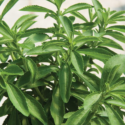 Use the leaves of the Stevia plant fresh, dried, powdered, or as a liquid to sweeten foods and drinks. You can encourage a bushy habit by pinching back the growing tips every few weeks for the first 1-2 months of growth. Stevia also grows well in containers as a houseplant or on the patio—choose a 14 inch diameter pot and use well-drained soil. 
