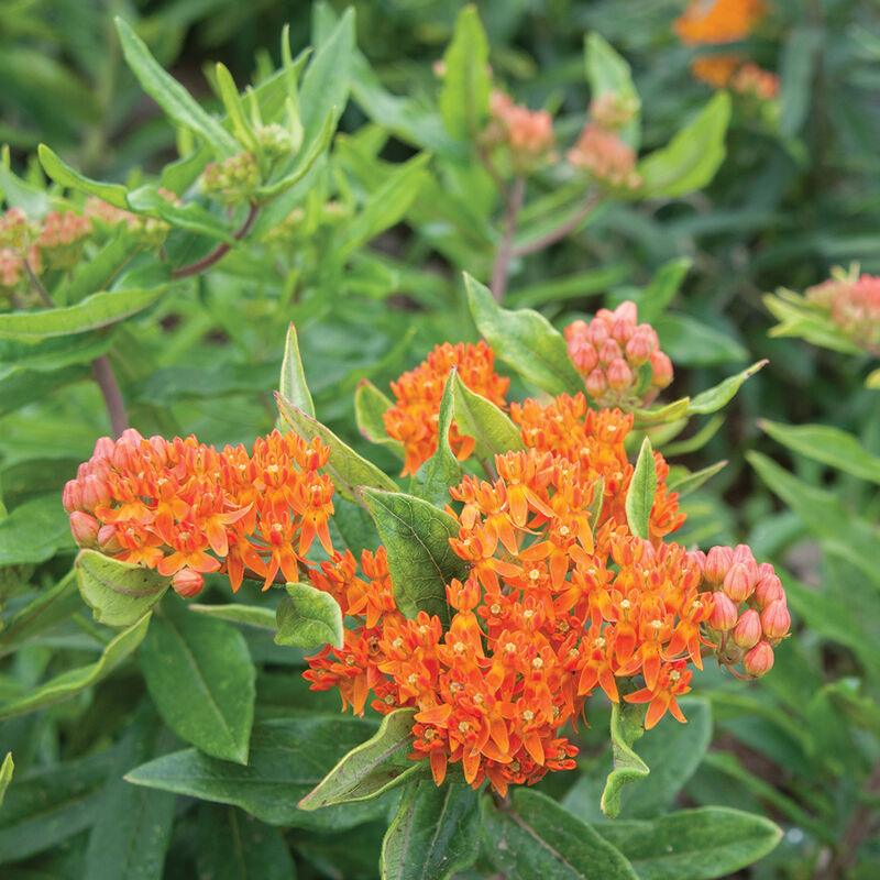 <p data-mce-fragment="1">Showy orange flowers. Attracts butterflies and bees. Grows well in arid soils. Also known as milkweed, butterfly weed, butterfly milkweed, and butterfly-weed. Blooms from April to September. <span class="a-list-item" data-mce-fragment="1">Germination rate about 70% or better</span>. <br></p> <p data-mce-fragment="1">Medicinal: Roots are a respiratory expectorant and diaphoretic.</p>
