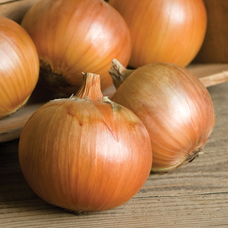 Onion Long Day Day Patterson 200 Non-GMO, Hybrid Seeds