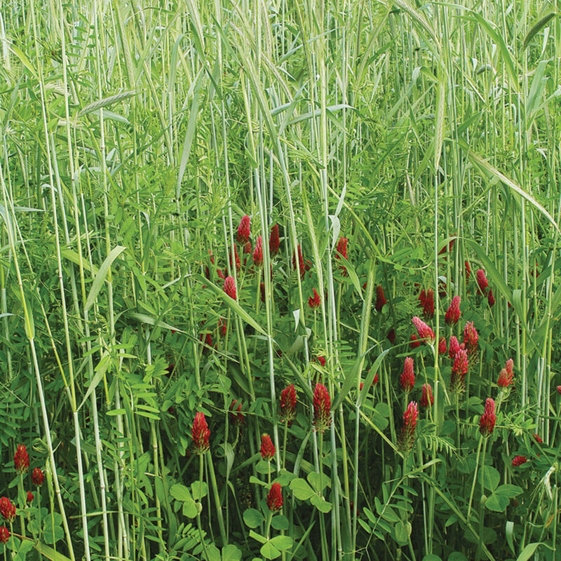 Versatile choice for late-summer and fall planting. This ready-made mix is comprised of winter rye, field peas, ryegrass, crimson clover, and hairy vetch. Vigorous late-summer growth provides winter erosion control. The peas, clover, and ryegrass will winter kill to provide beneficial matter and soil cover. The hairy vetch and winter rye will regrow in the spring to provide nutrients for crops to utilize.