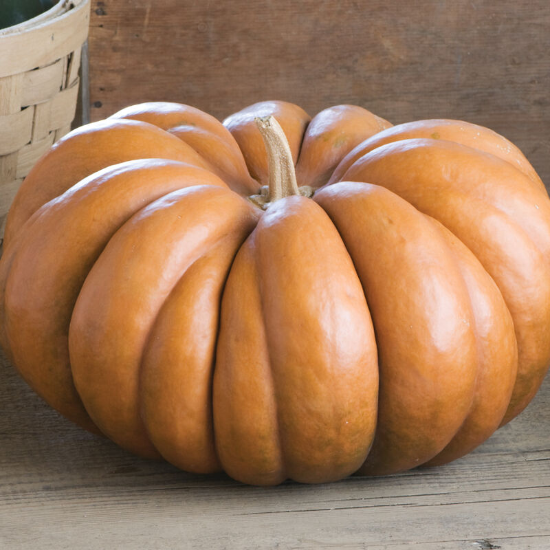 Pumpkin Musquee de Provence is a baking pumpkin. This is a Southern France mainstay. Ribbed, flat, tan fruits are bigger than Long Island Cheese, average 8 to 15 pound fruits. Thick, deep orange, moderately sweet flesh. In France cut wedges are sold in supermarkets and farmers&